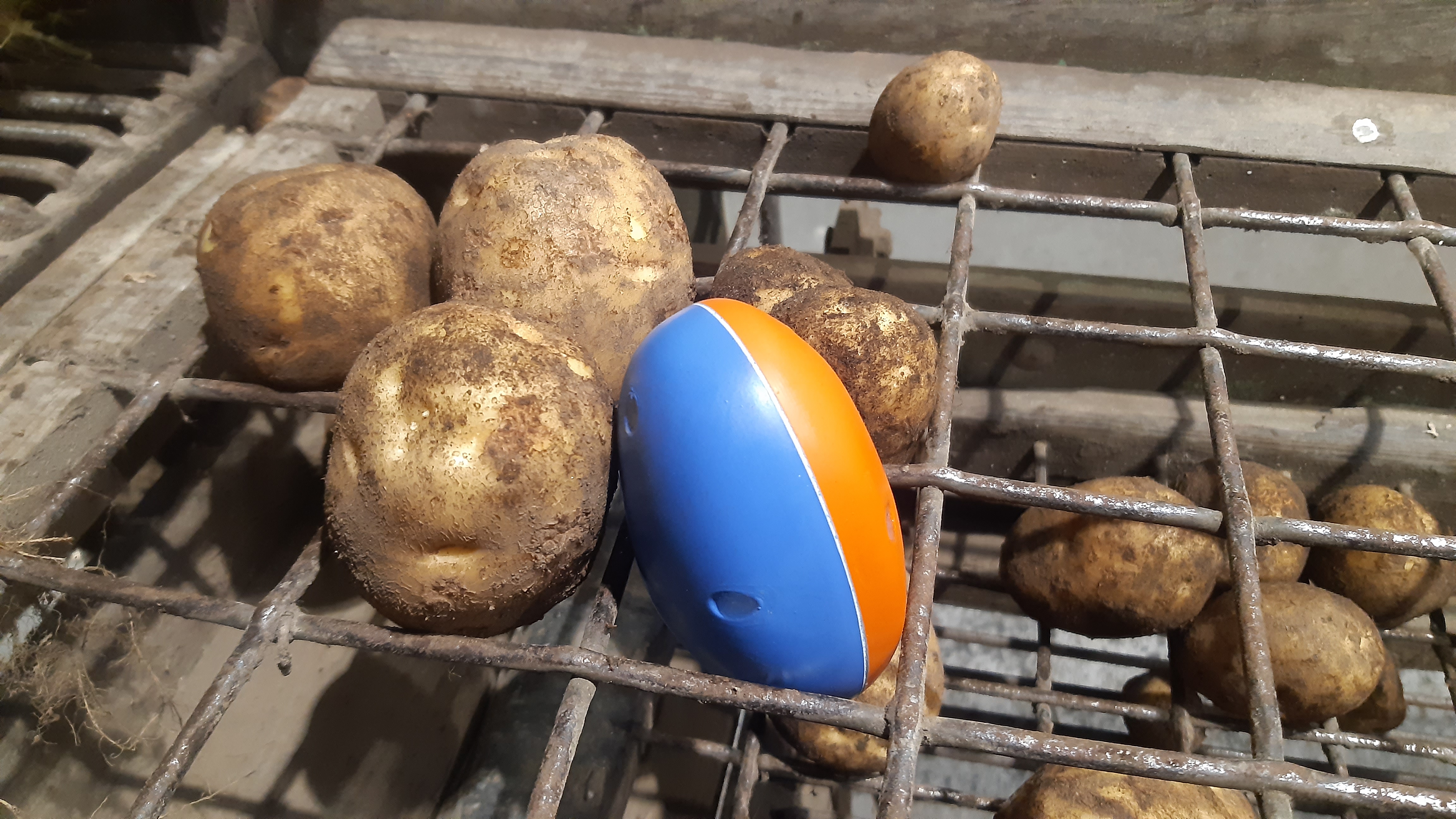 Den elektroniske kartoffel er et måleværktøj, der afslører, om kartoflerne får slag på deres vej gennem eksempelvis en kartoffeloptager. Foto: Esben Sangild.