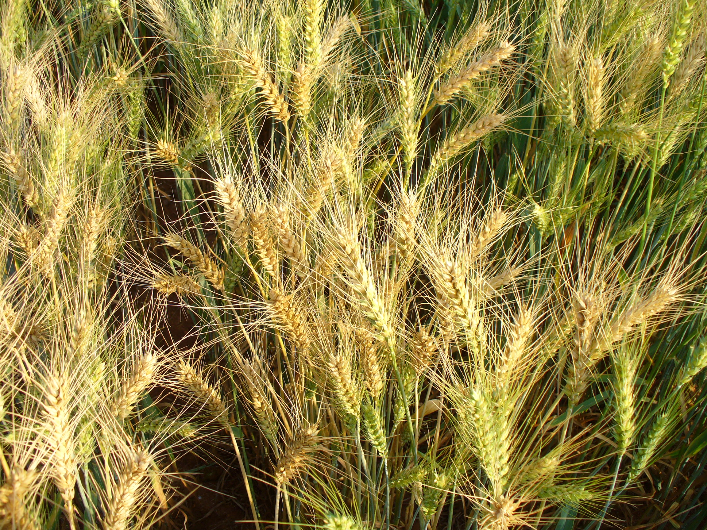 Hvede mere moden.JPG