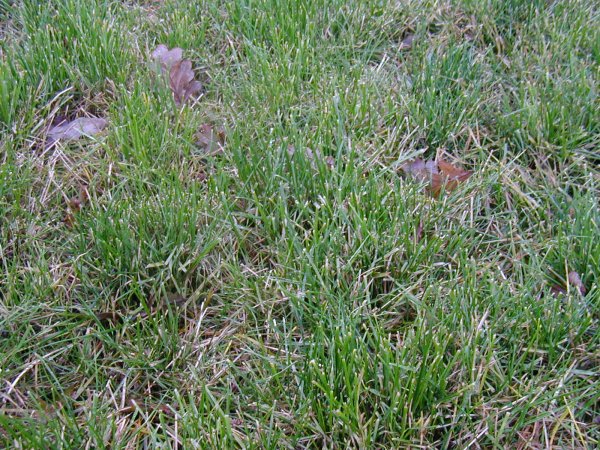 Frøgræs efterår afpudset.jpg