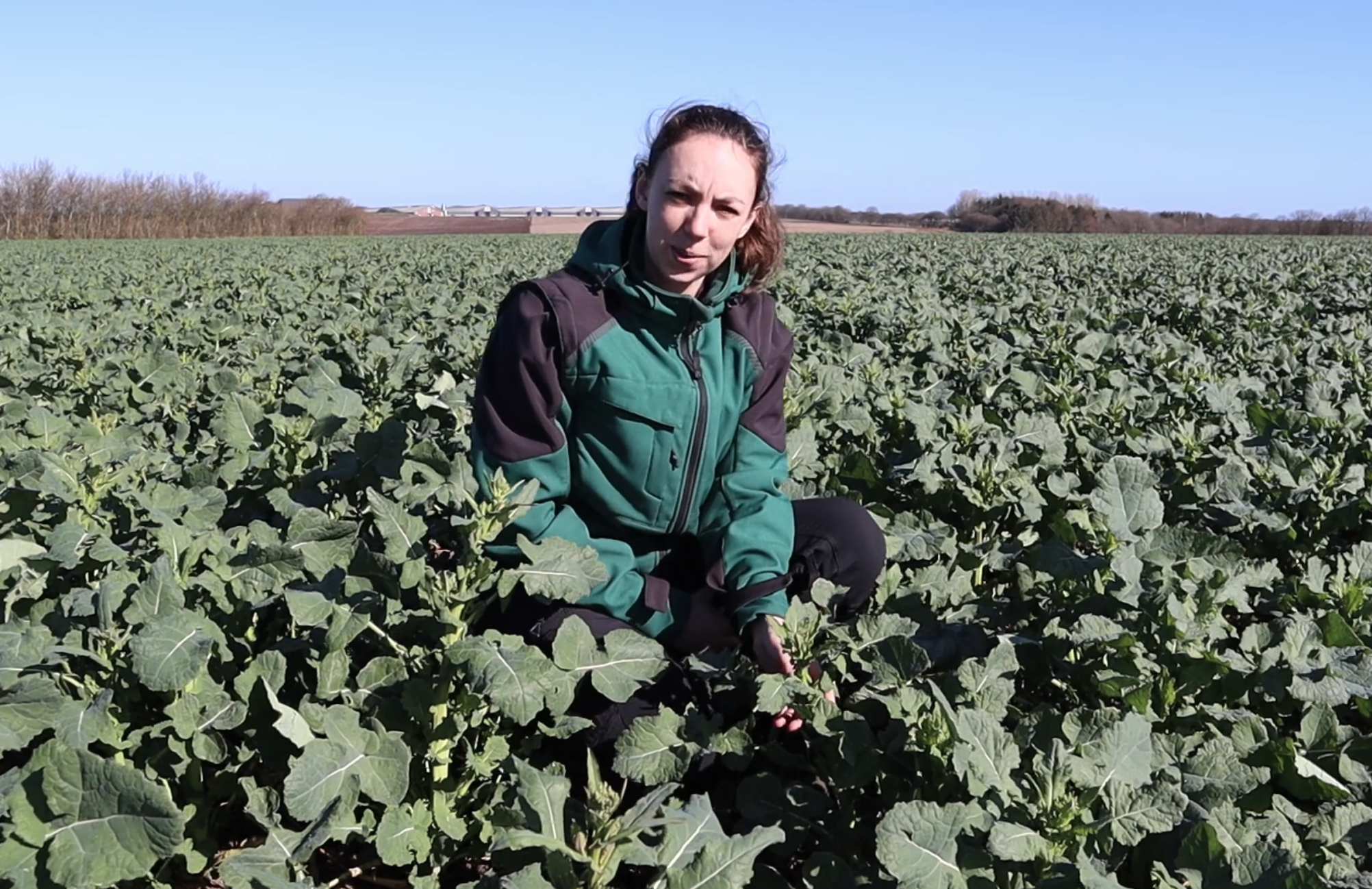 Video: Sådan udtager du planteanalyser i raps