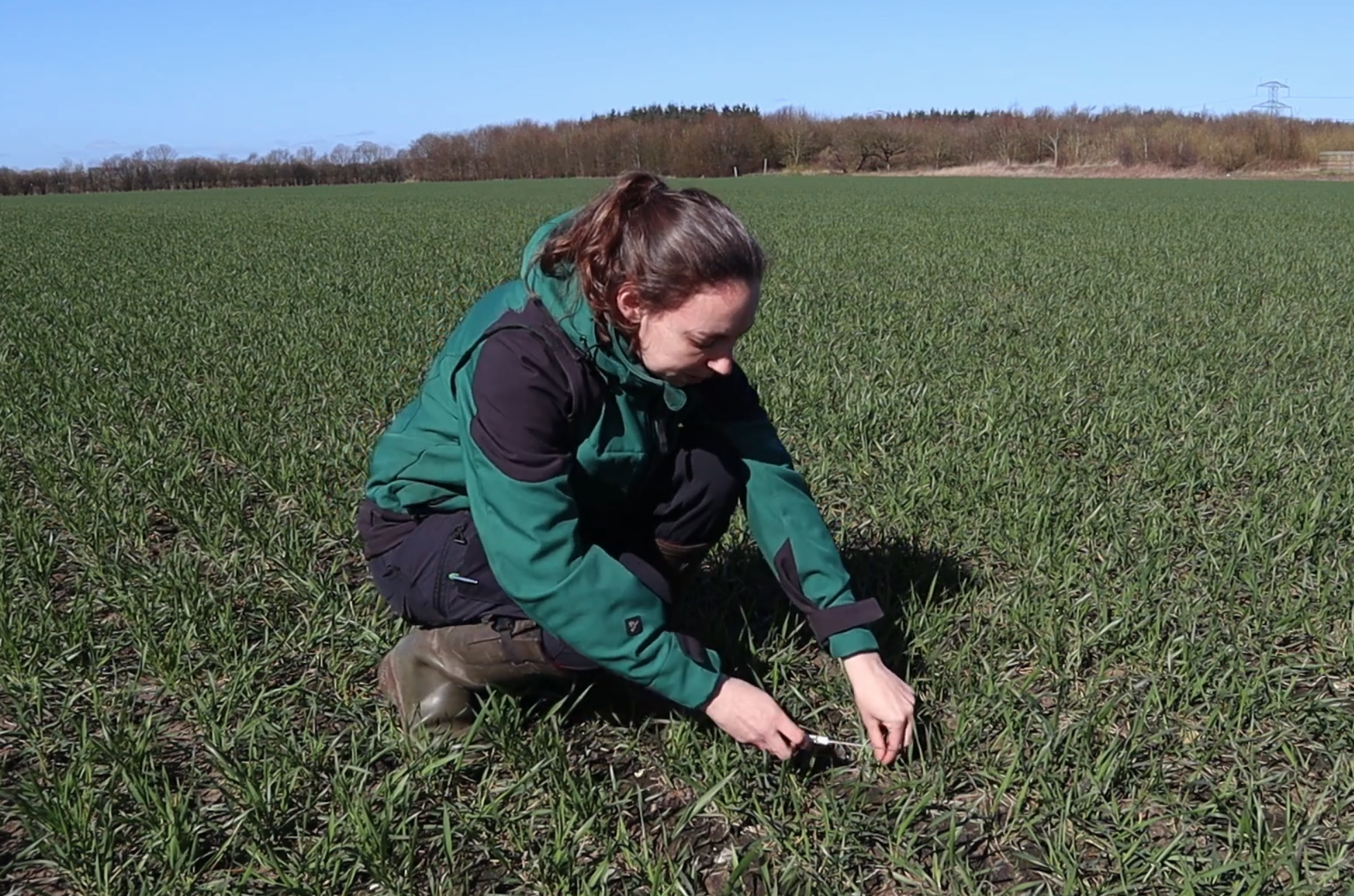 Video: Sådan udtager du planteanalyser i korn